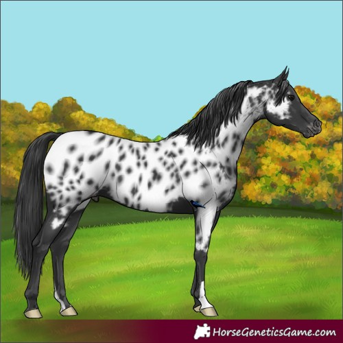 Horse Color:Black Appaloosa 