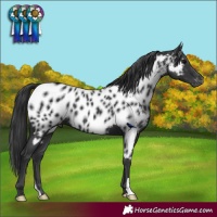 Horse Color:Black Appaloosa 
