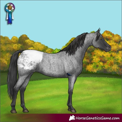 Horse Color:Blue Roan Appaloosa 