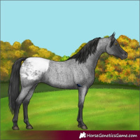 Horse Color:Blue Roan Appaloosa 