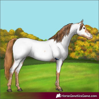 Horse Color:Red Roan Appaloosa 