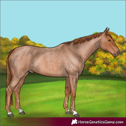 Horse Color:Red Roan 