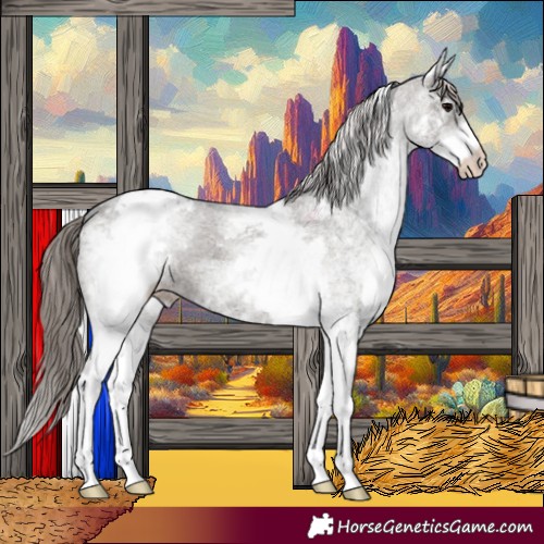 Horse Color:White Spotted Grullo Appaloosa 