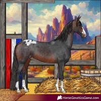 Horse Color:Brown Appaloosa