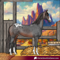 Horse Color:Brown Appaloosa 