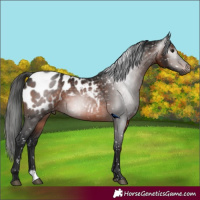Horse Color:Gray Bay Appaloosa 