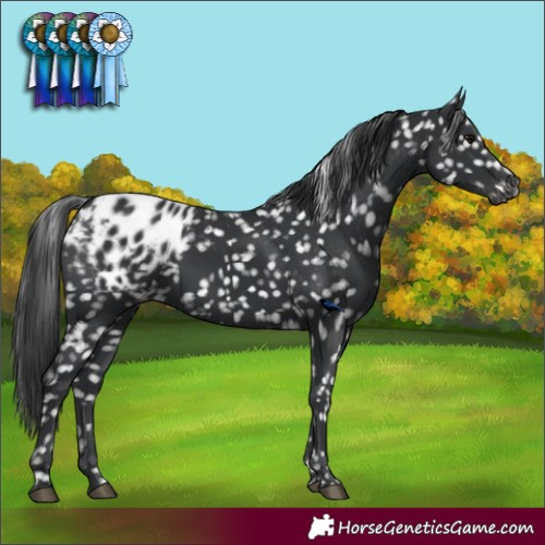 Horse Color:Black Appaloosa 