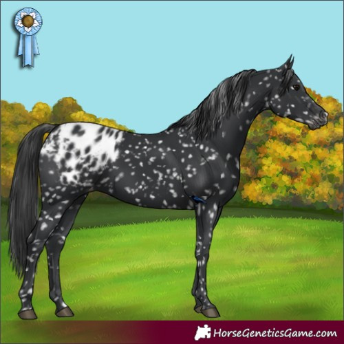 Horse Color:Black Appaloosa 