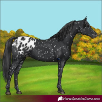 Horse Color:Black Appaloosa