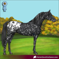 Horse Color:Black Appaloosa 