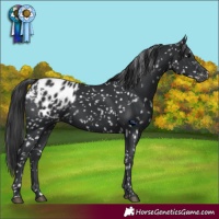 Horse Color:Black Appaloosa 