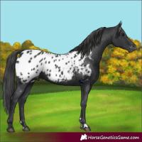 Horse Color:Black Appaloosa