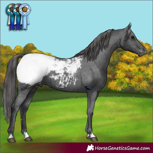 Horse Color:Black Appaloosa 