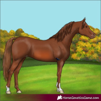Horse Color:Chestnut Appaloosa
