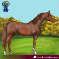 Horse Color:Chestnut Appaloosa
