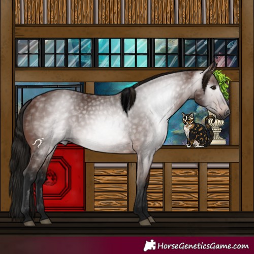 Horse Color:Gray Bay 