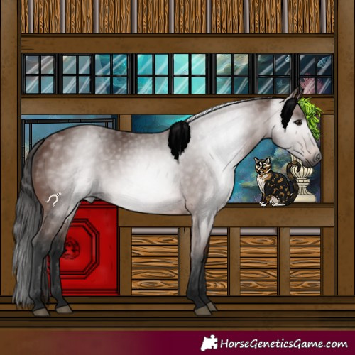 Horse Color:Gray Bay 