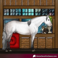 Horse Color:Gray Bay