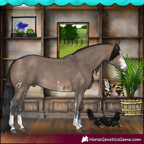 Horse Color:Brown Dun Sabino Rabicano 