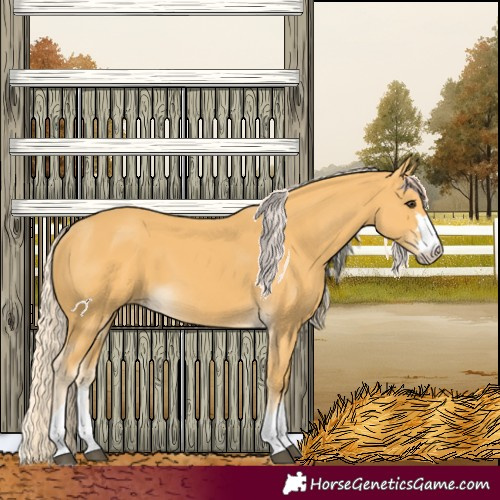 Horse Color:Palomino 