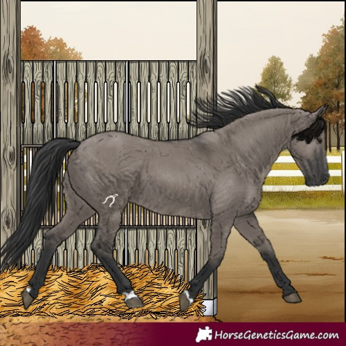Horse Color:Grullo 