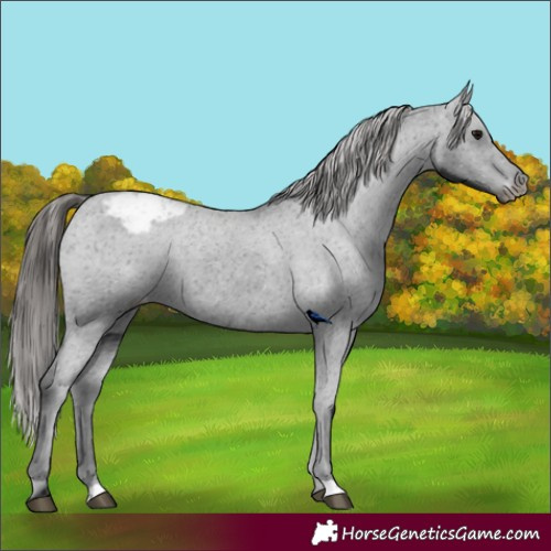 Horse Color:Black Appaloosa 