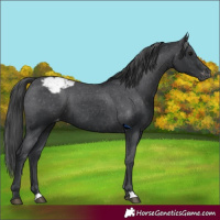 Horse Color:Black Appaloosa