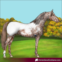 Horse Color:Chestnut Appaloosa 