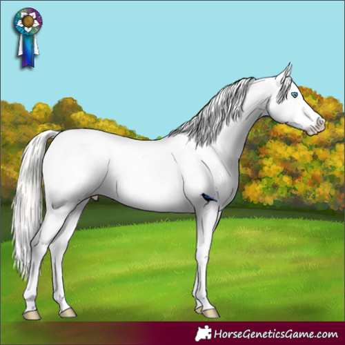 Horse Color:Cremello Appaloosa 