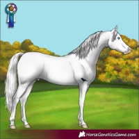 Horse Color:Cremello Appaloosa 
