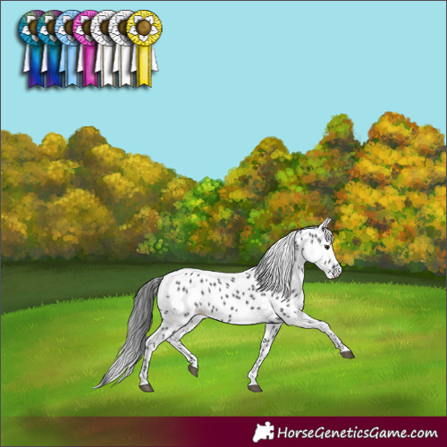 Horse Color:Black Appaloosa 