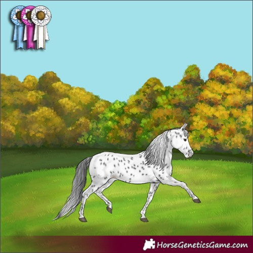 Horse Color:Black Appaloosa 