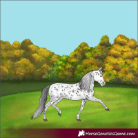 Horse Color:Black Appaloosa 