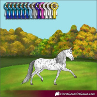 Horse Color:Black Appaloosa 