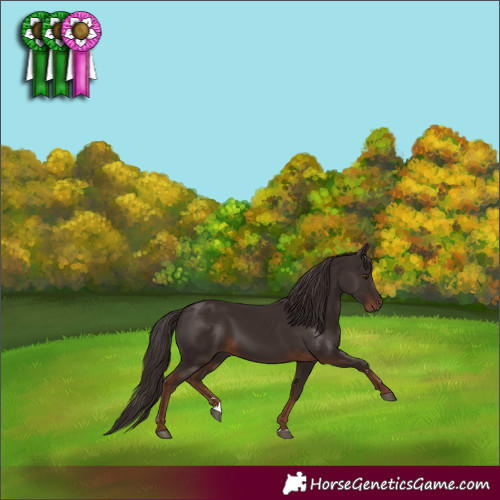 Horse Color:Liver Chestnut 