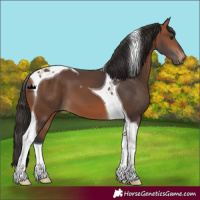 Horse Color:Bay Tobiano 