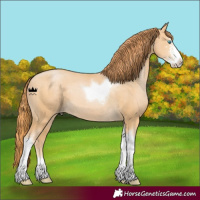Horse Color:Buckskin Pearl Sabino Tobiano