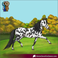 Horse Color:Brown Appaloosa