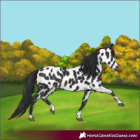 Horse Color:Brown Appaloosa