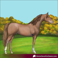 Horse Color:Black Pearl