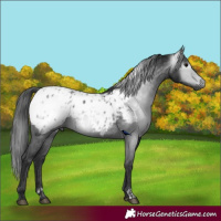 Horse Color:Gray Black Appaloosa  and Black Appaloosa 