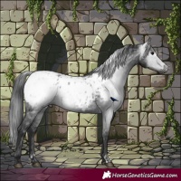 Horse Color:Gray Black Appaloosa and Black Appaloosa