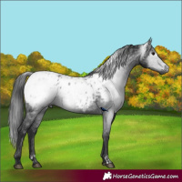 Horse Color:Gray Black Appaloosa  and Black Appaloosa 
