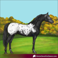 Horse Color:Gray Black Appaloosa  and Black Appaloosa 
