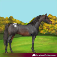 Horse Color:Brown Appaloosa