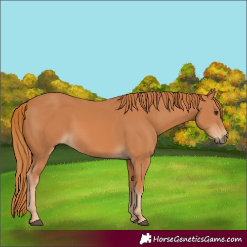 Horse Color:Chestnut 
