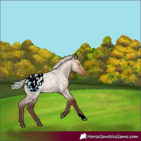 Horse Color:Silver Bay Roan Dun Blanket Rabicano 