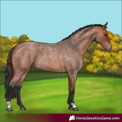 Horse Color:Bay Roan 