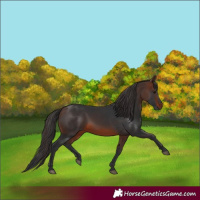 Horse Color:Brown 