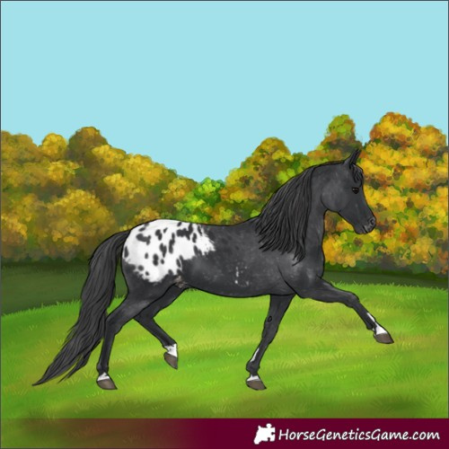 Horse Color:Black Appaloosa 
